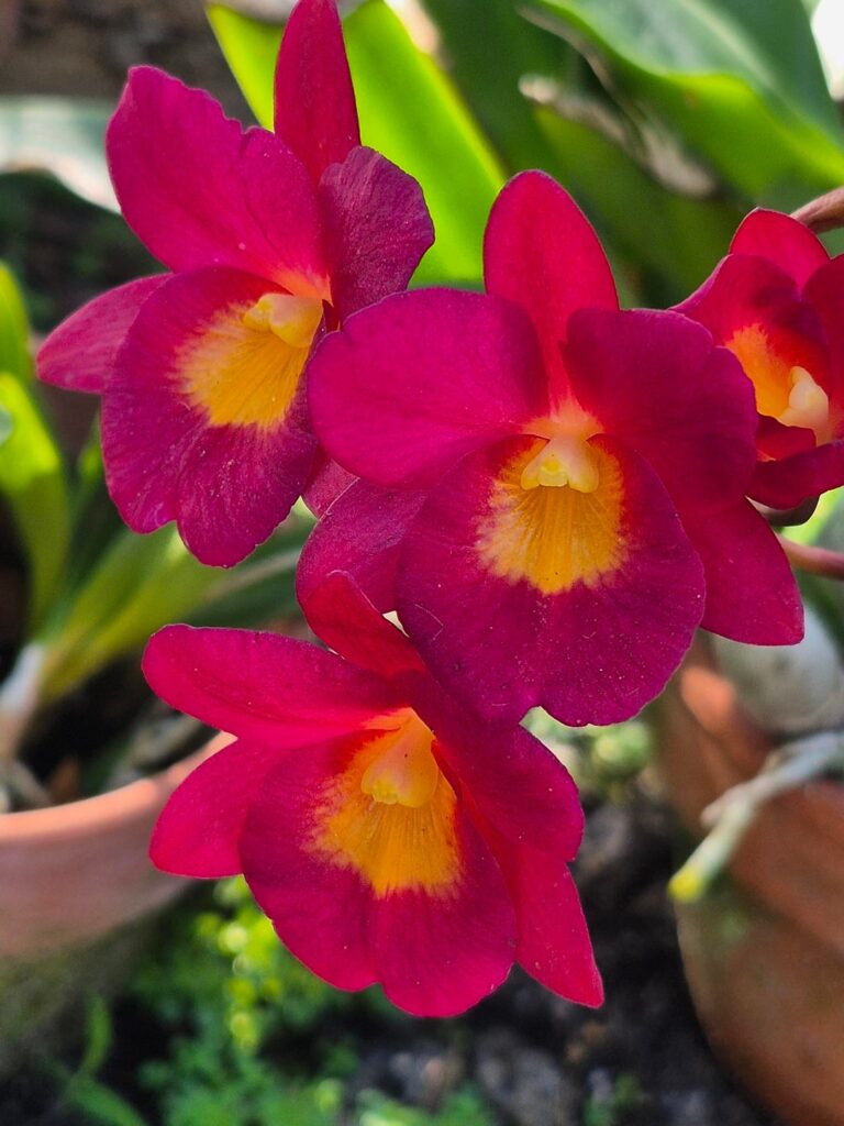 This little face is what started my love for orchids many years ago.