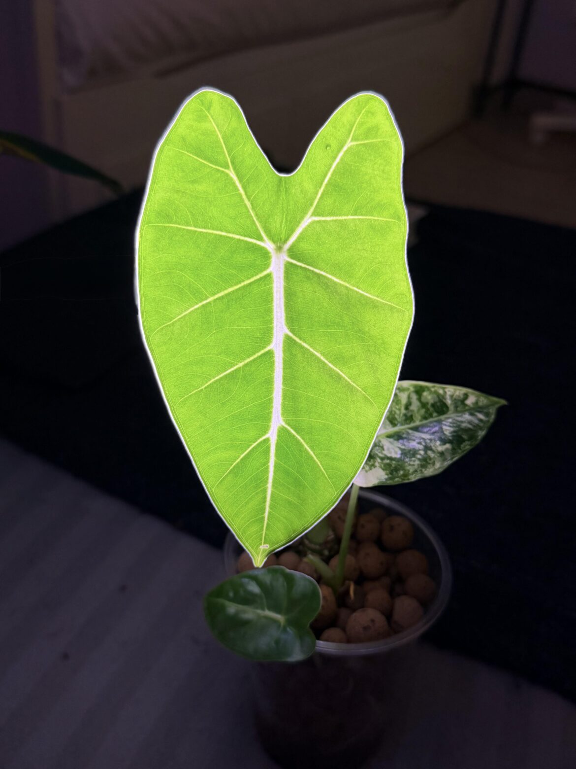 New cultivar unlocked: Alocasia Frydek “Neon Edition” 💡🌿 New cultivar unlocked: Alocasia Frydek “Neon Edition” 💡🌿