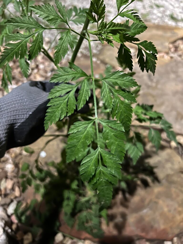 HELP! Hemlock or hedge parsley?