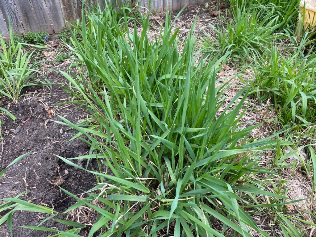 What is this grass? It’s very invasive and started spreading from a bag of soil I bought from Lowes.