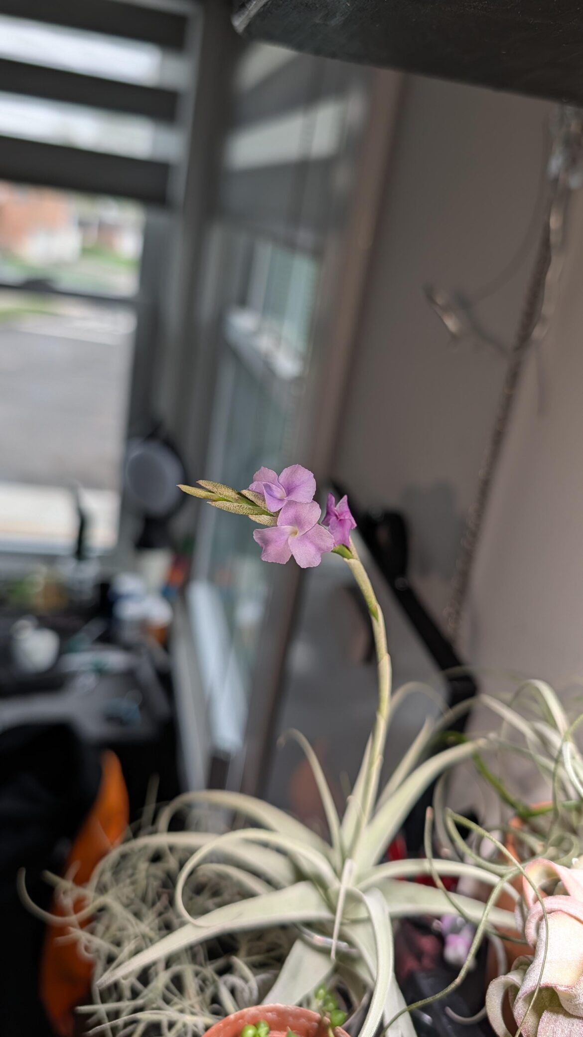 Streptocarpa hybrid X with blooms!