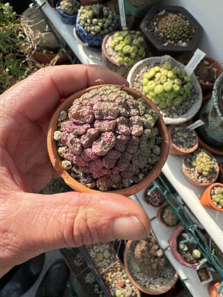 Some more pre-dormancy colour changes, this time on some obcordellums, some are way ahead of others, right now.. weirdos!