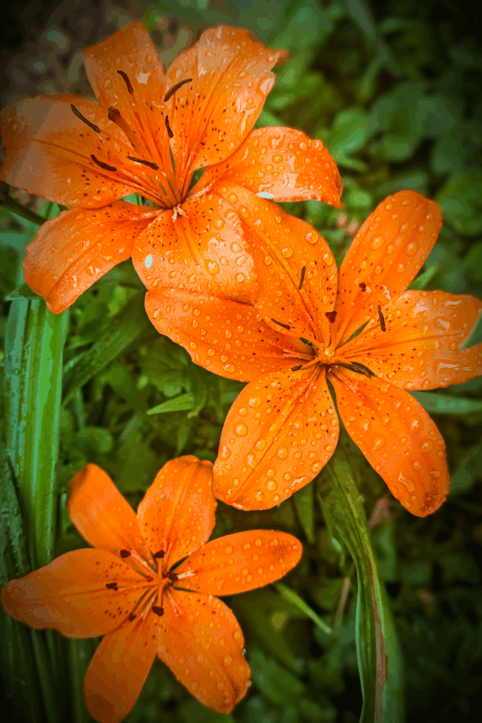 Asiatic Lily and Daylily Blossoms