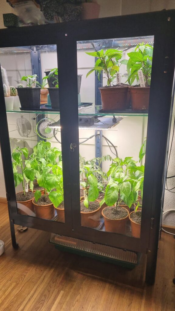 Something happened to my plants.