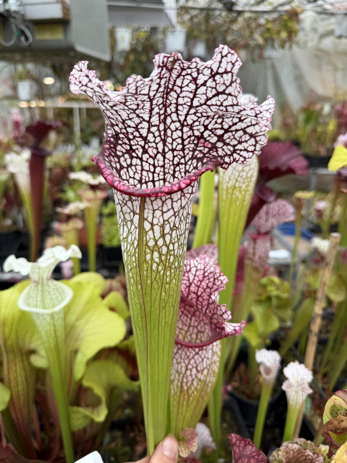 Counting all my Sarracenia today