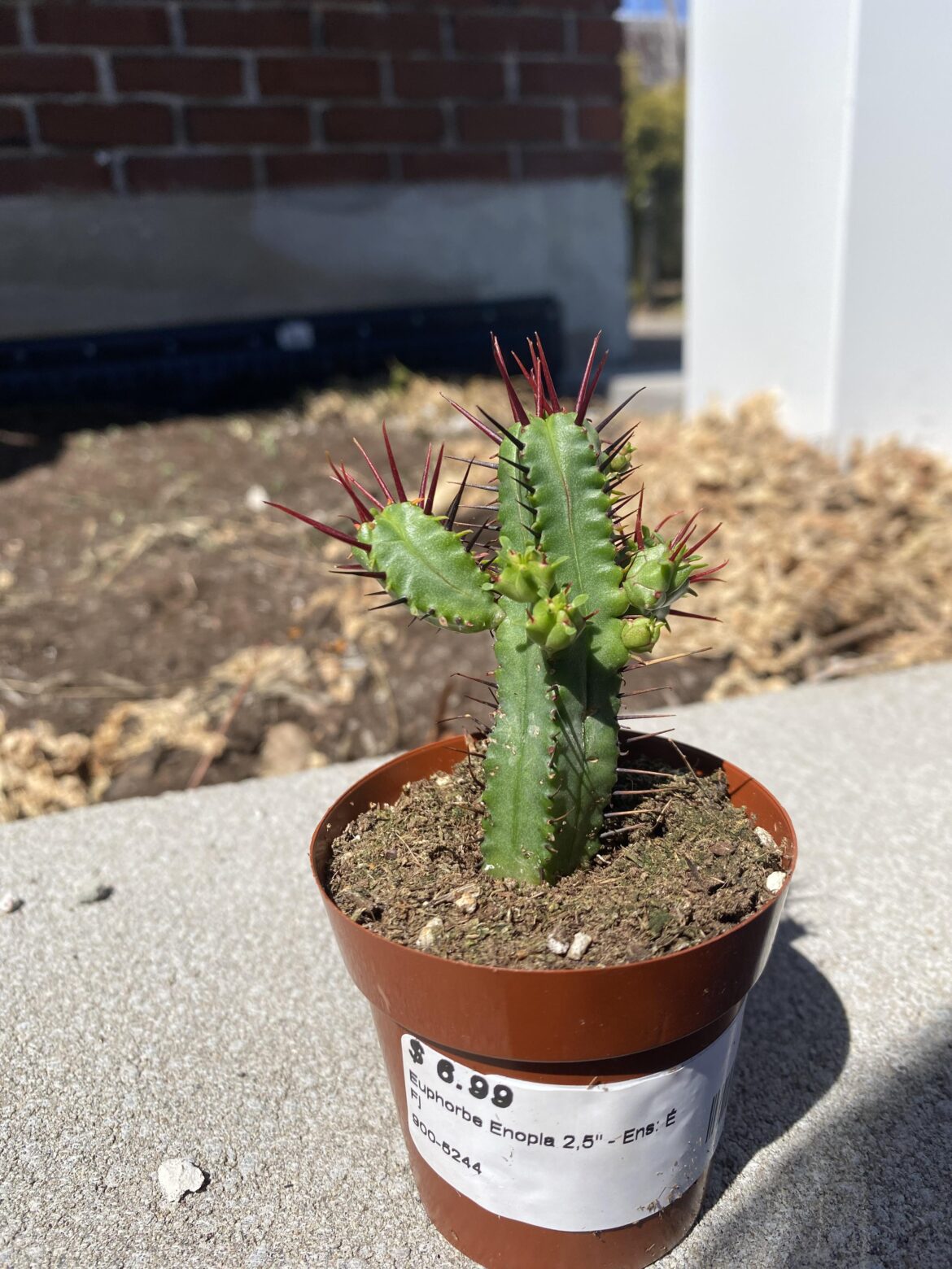 First Euphorbia and could use some help First Euphorbia and could use some help