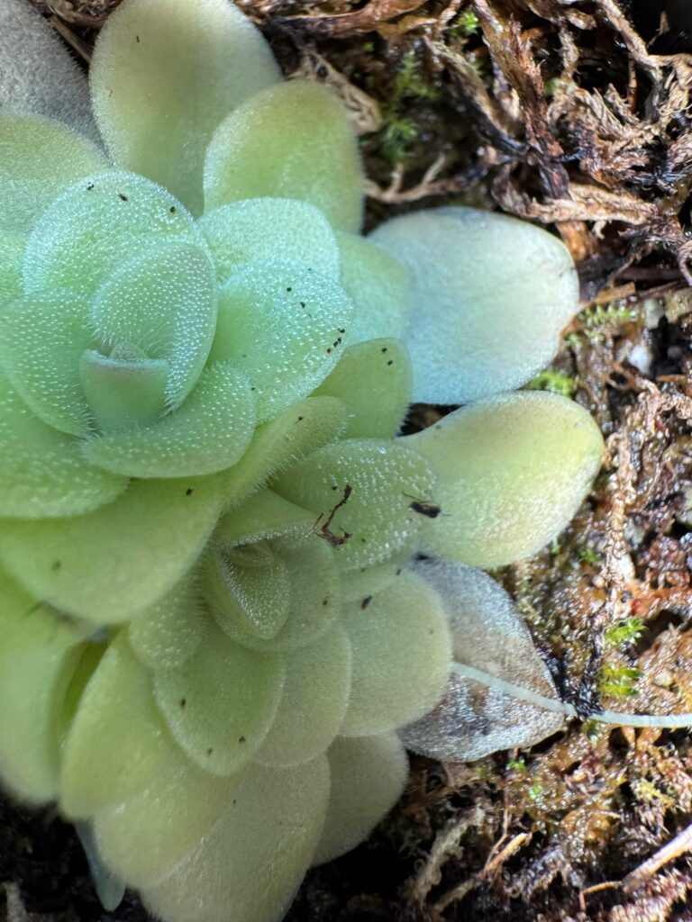 New pest. What are these tiny black dots?