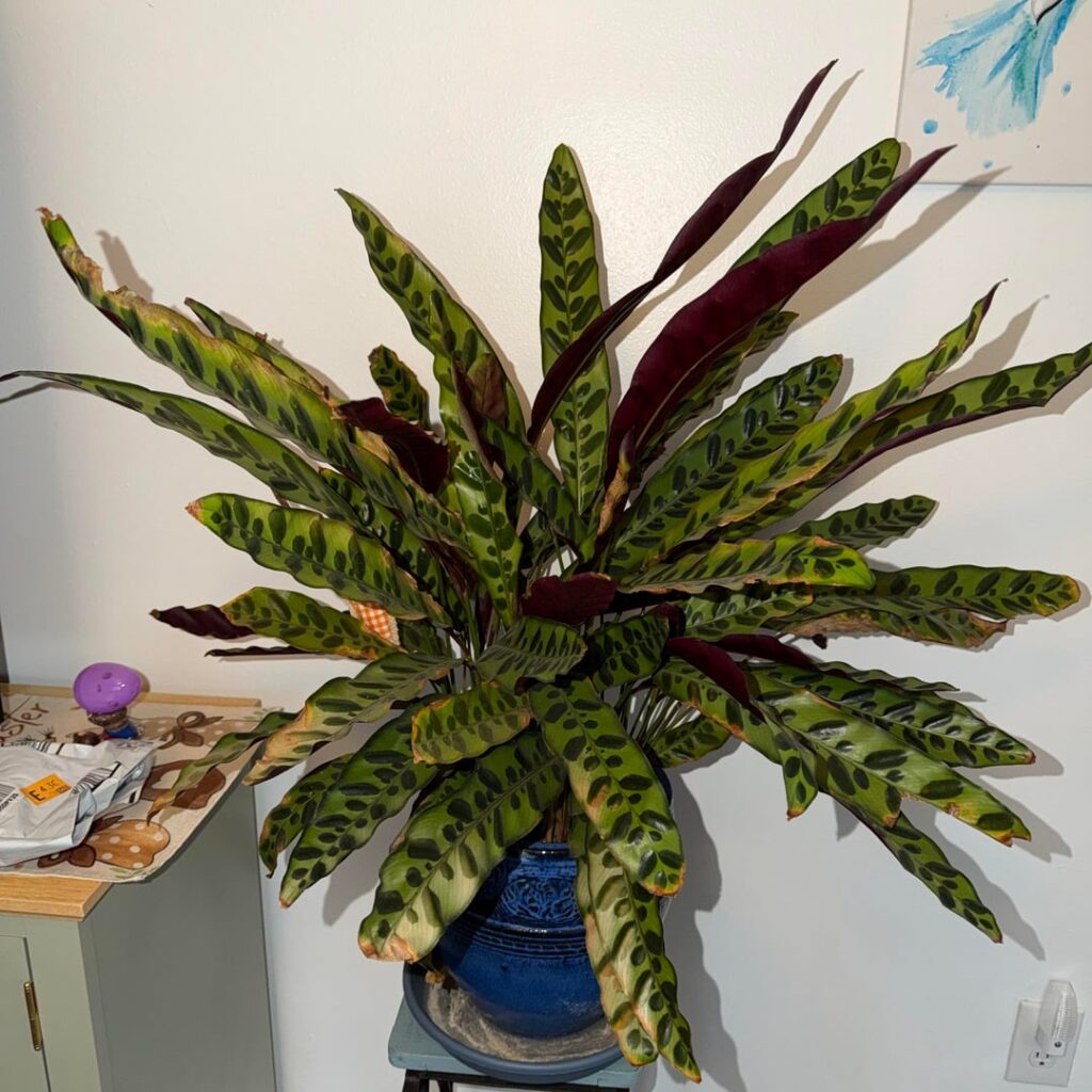How do I help my crunchy rattlesnake plant 💔 How do I help my crunchy rattlesnake plant 💔