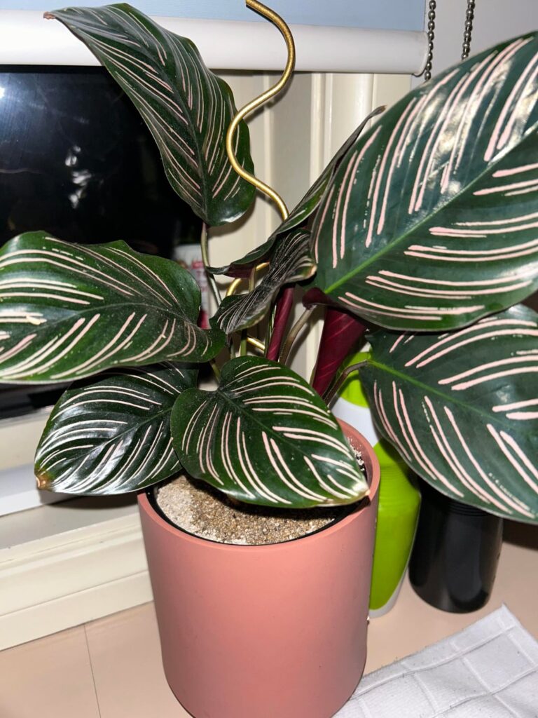 This bad boy only had 3 leaves on it a couple of months ago!