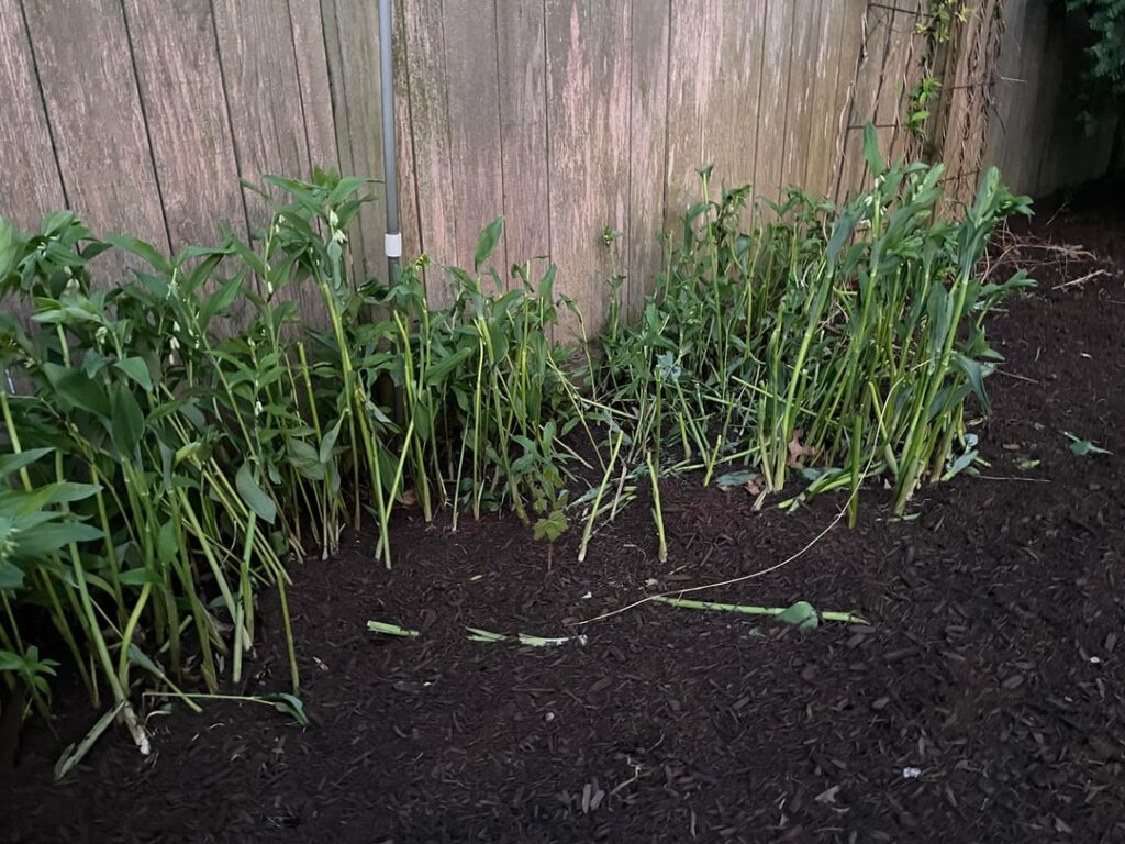 Is this sloppy landscaping? Is this sloppy landscaping?