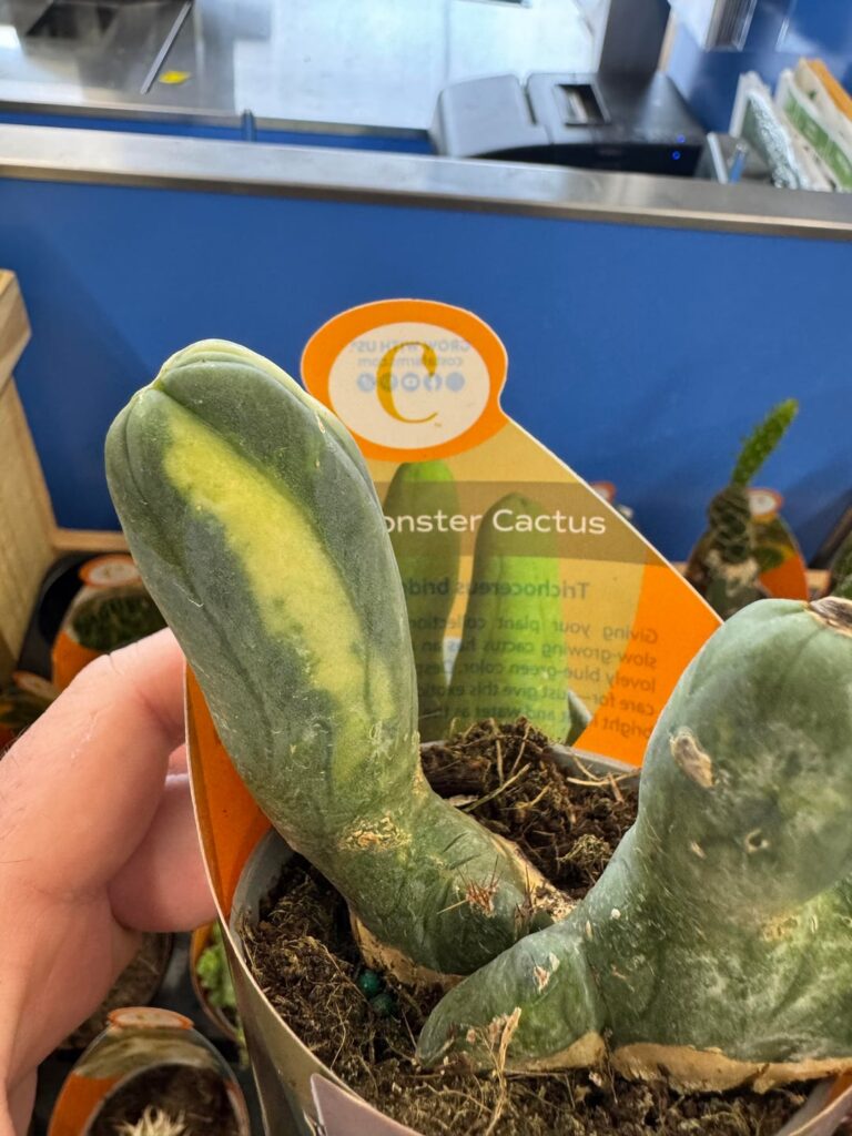 Variegated? Tbm c :)