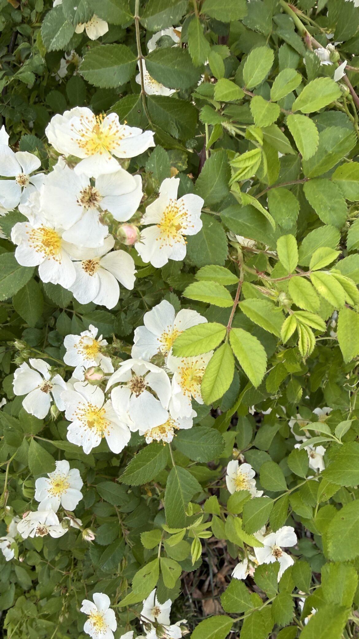 Suggestions on this plant growing in the wild of my backyard