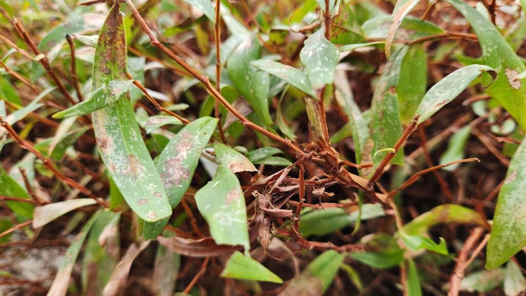 Dwarf peppermint tree - rip out and replace with something else (what), or wait?