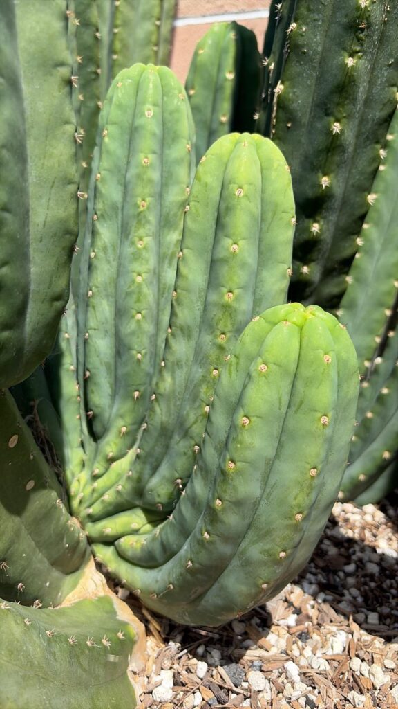 Crested DeCosta update