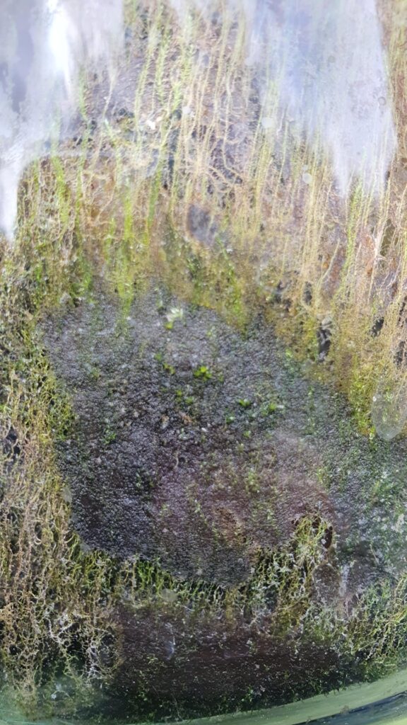 Can anything be done with my father’s terrarium? Can anything be done with my father's terrarium?