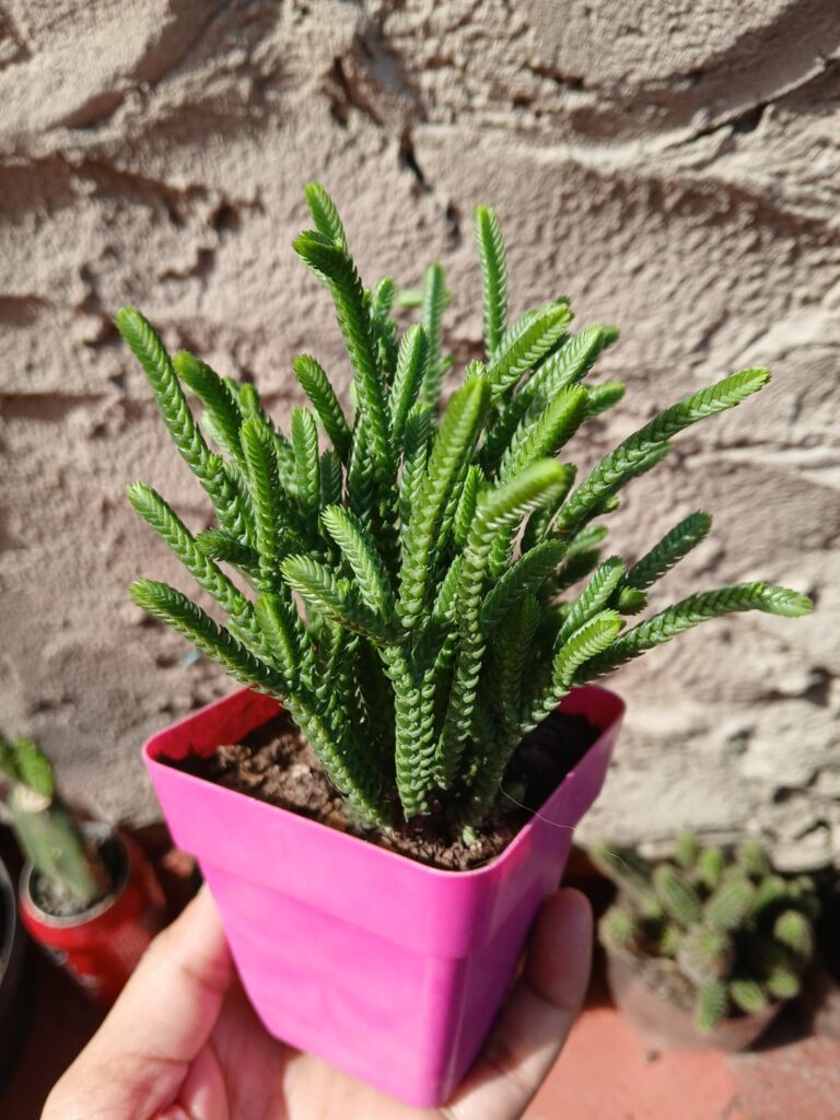 This is a crassula, right?