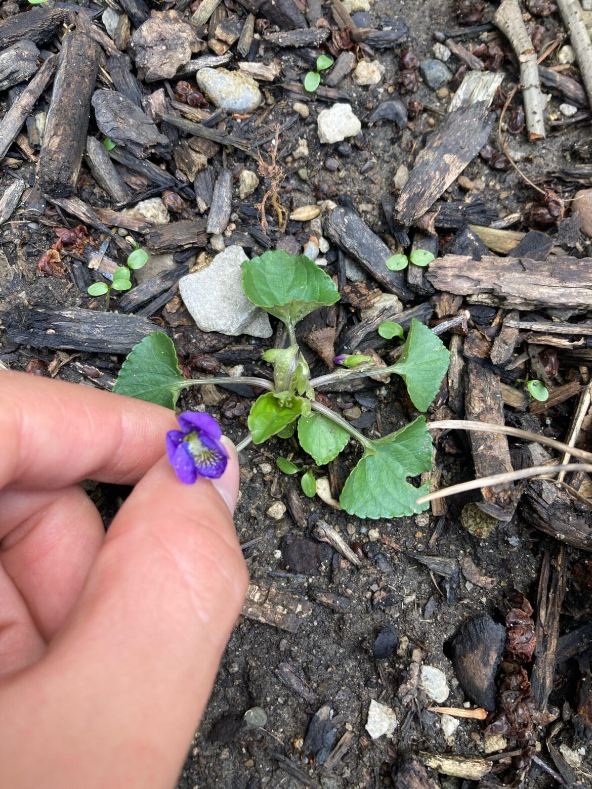 What is this plant?