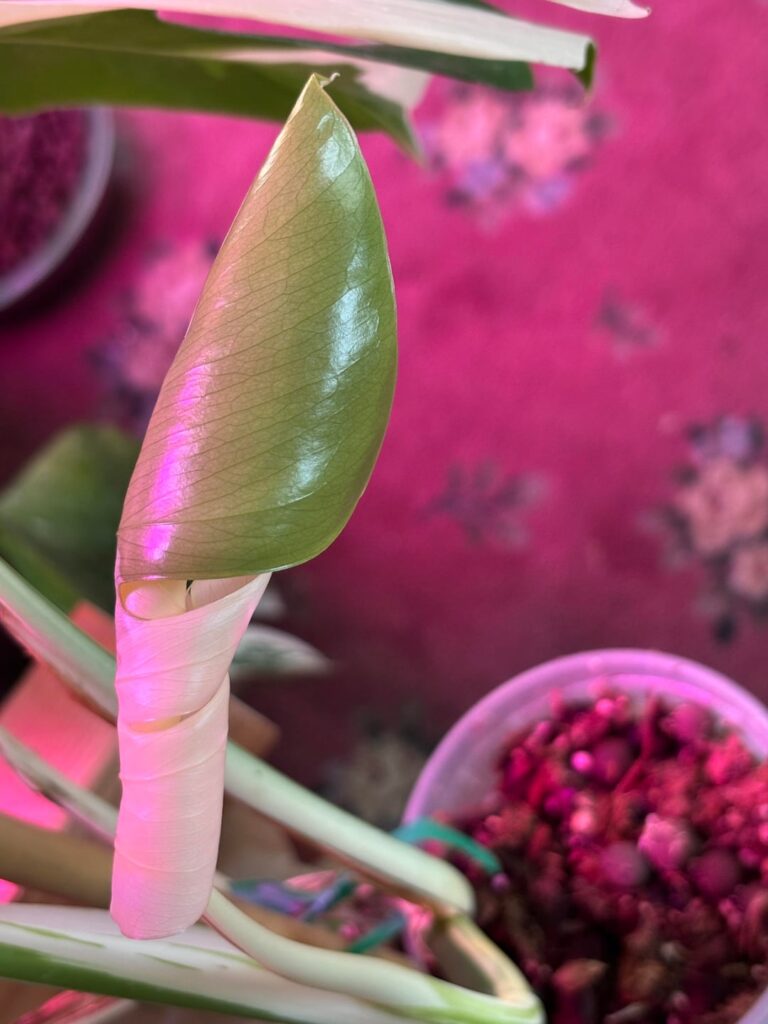 Every new leaf is a celebration