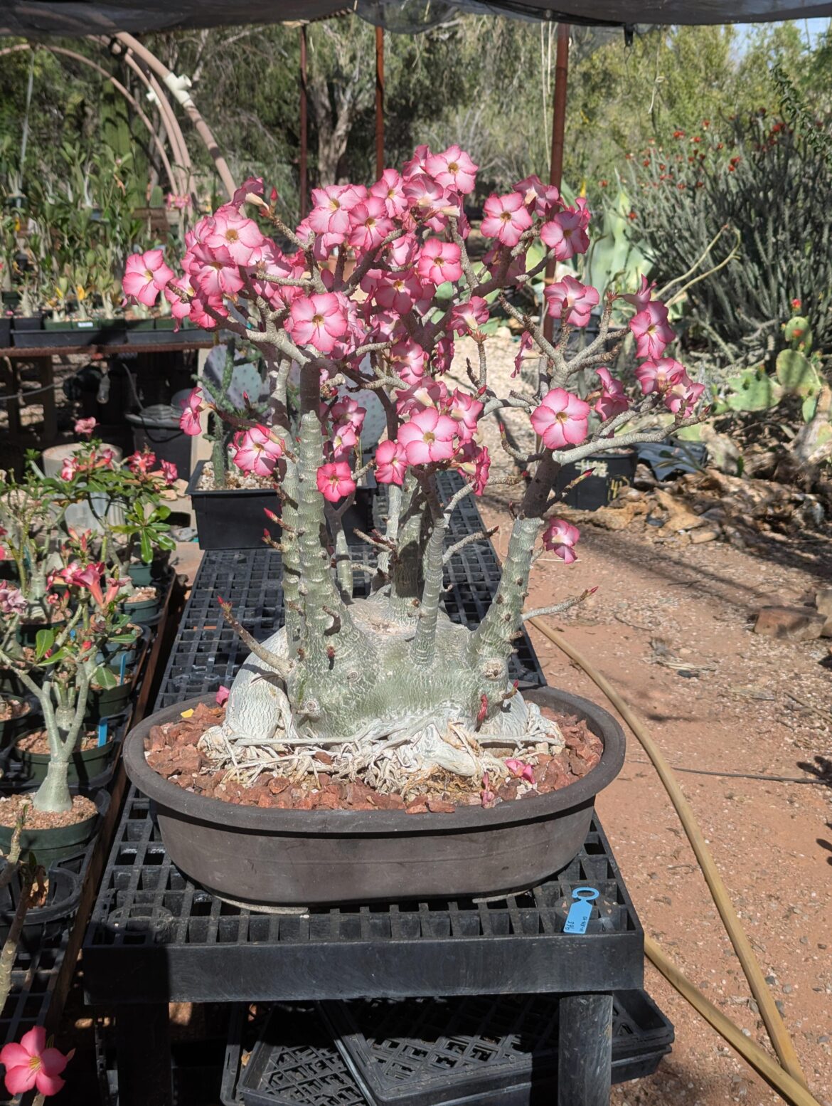 Adenium Arabicum 'MAD 965'