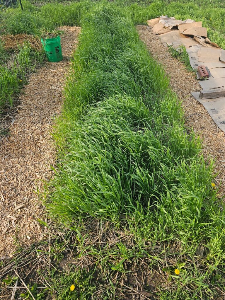 Should I till in winter Rye or pull it and compost it separately? 2-3 weeks until I start planting.