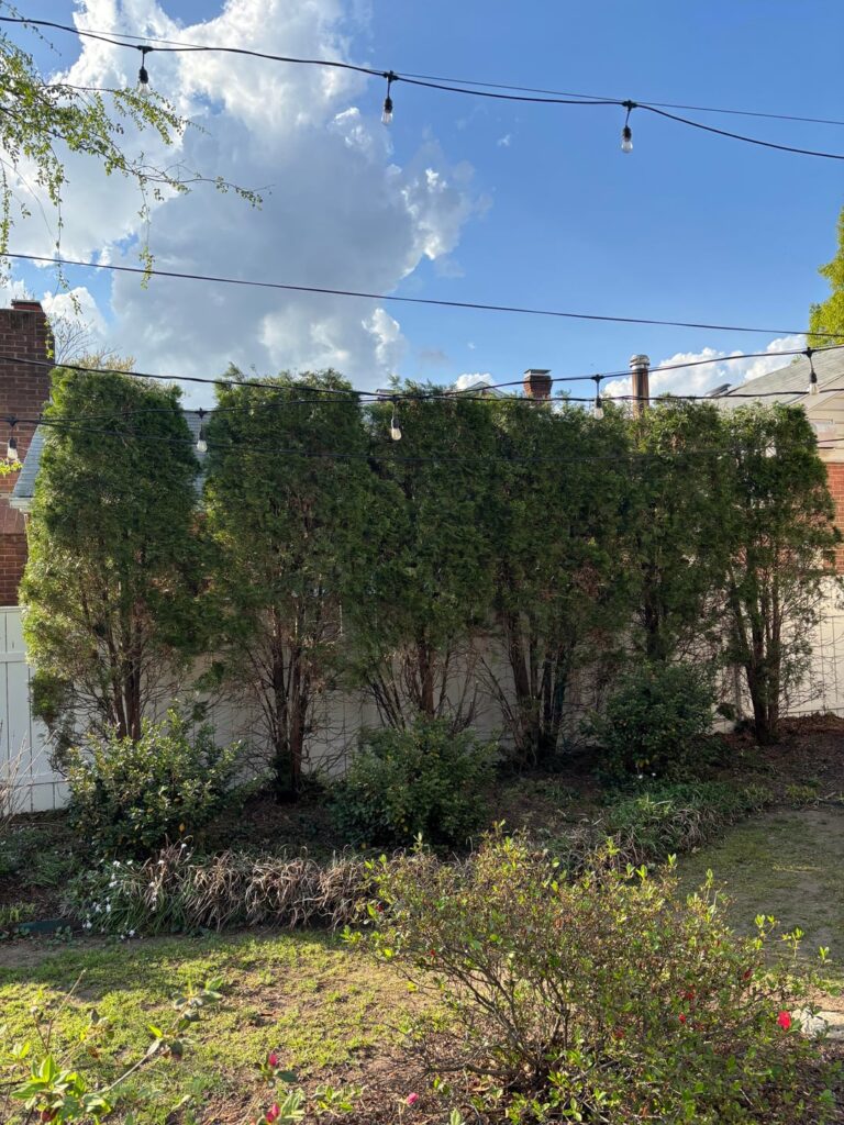 Help! My trees were murdered