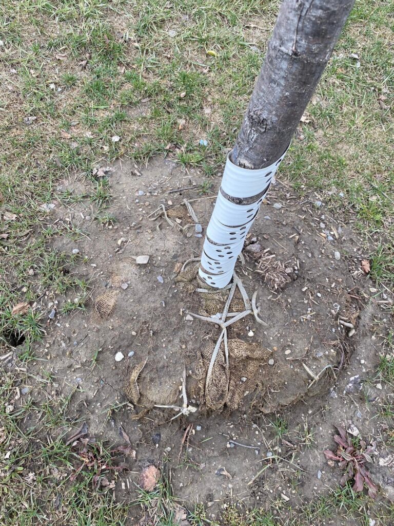 These elm trees were planted with the burlap straps and wire cage still on