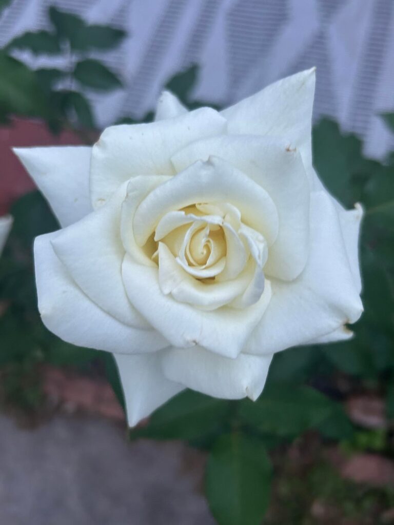 Roses from our front yard in Texas