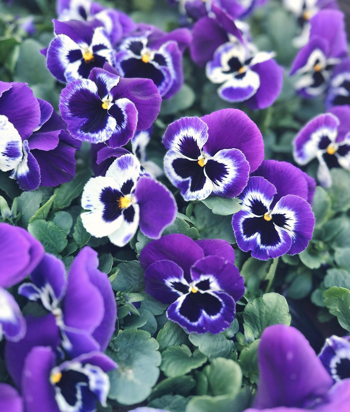 Pansies