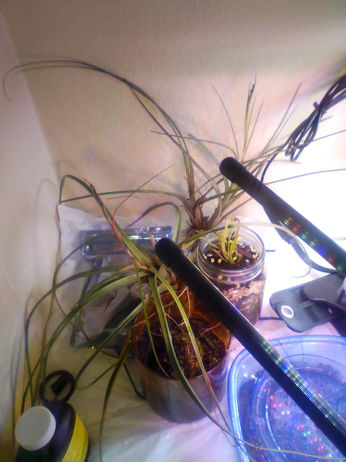 Tillandsia bloom