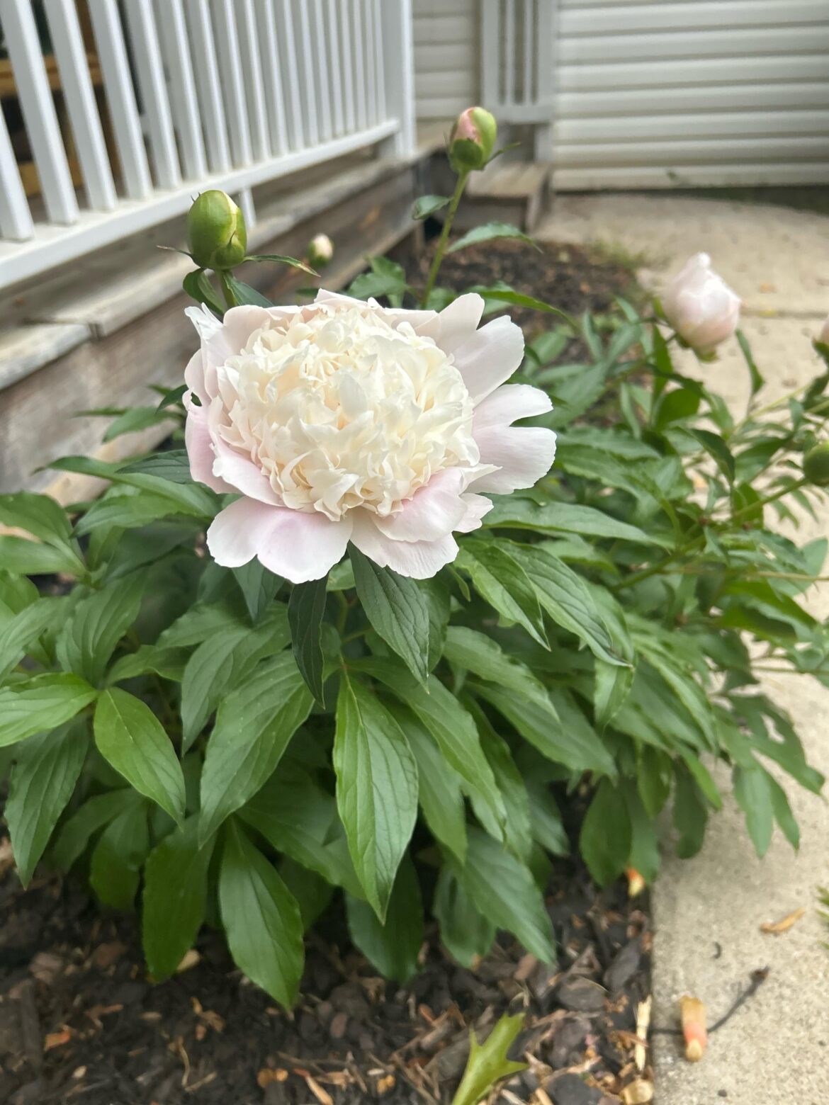 Peonies