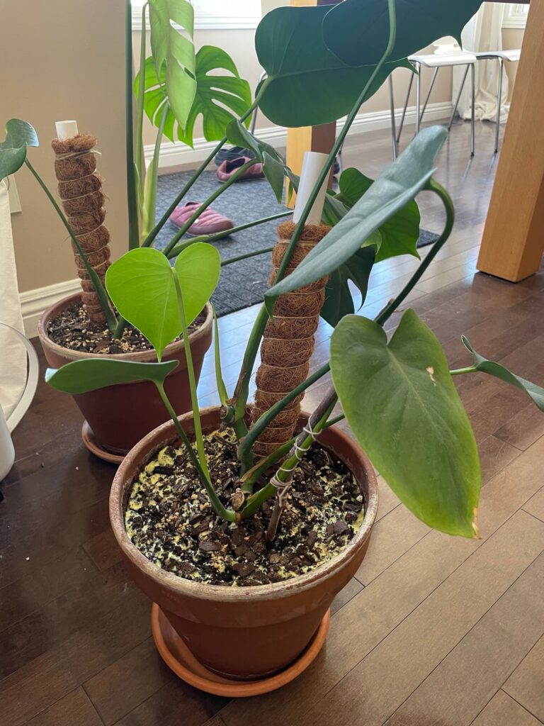 Egg shells as fertilizer question?