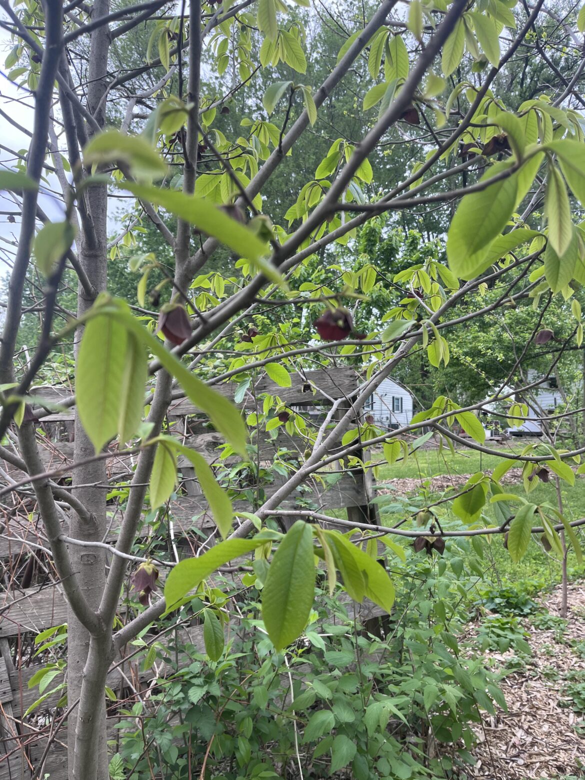 Pawpaw tree flowering