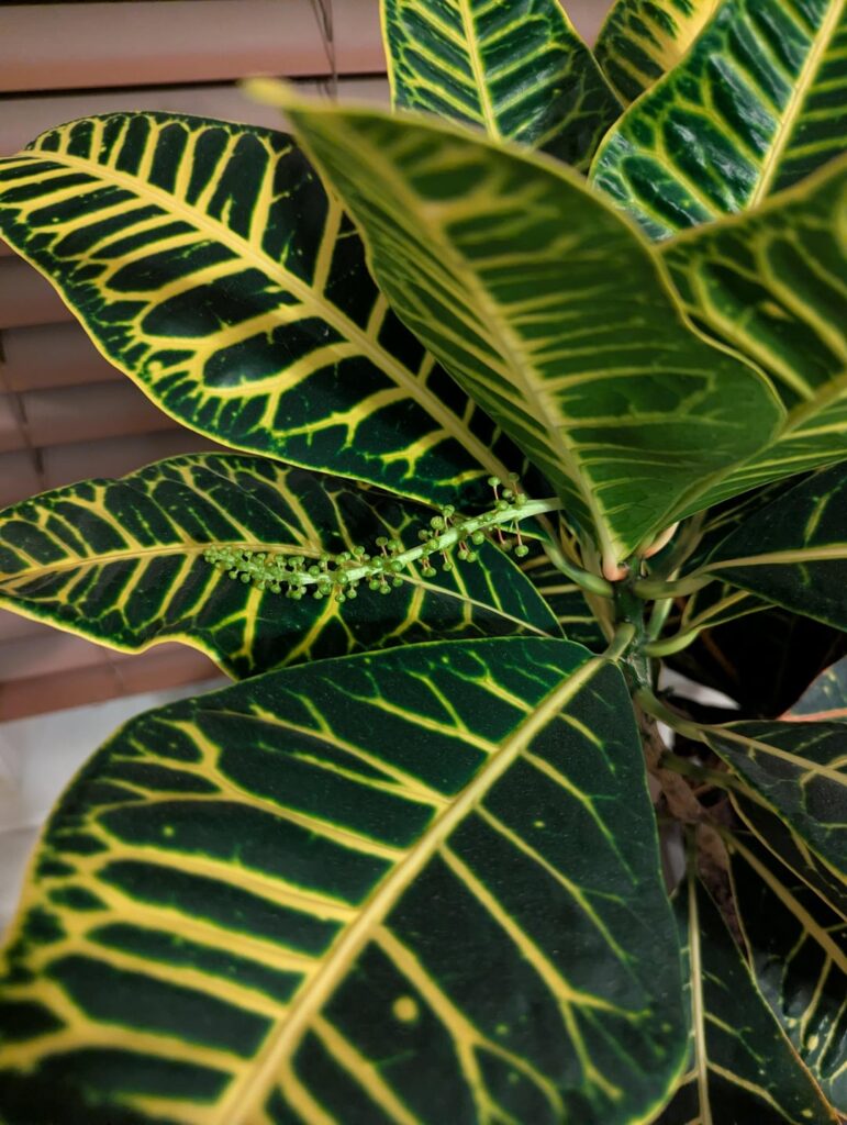 My Croton is flowering for the second year in a row 🥹