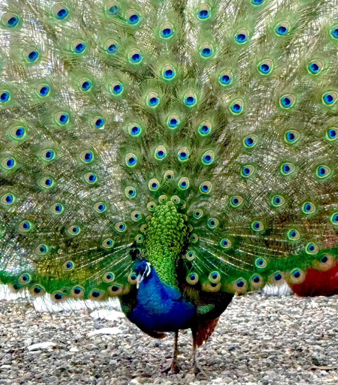 Peacocks on Your Farm: Dreamy Addition or Total Headache? 🦚