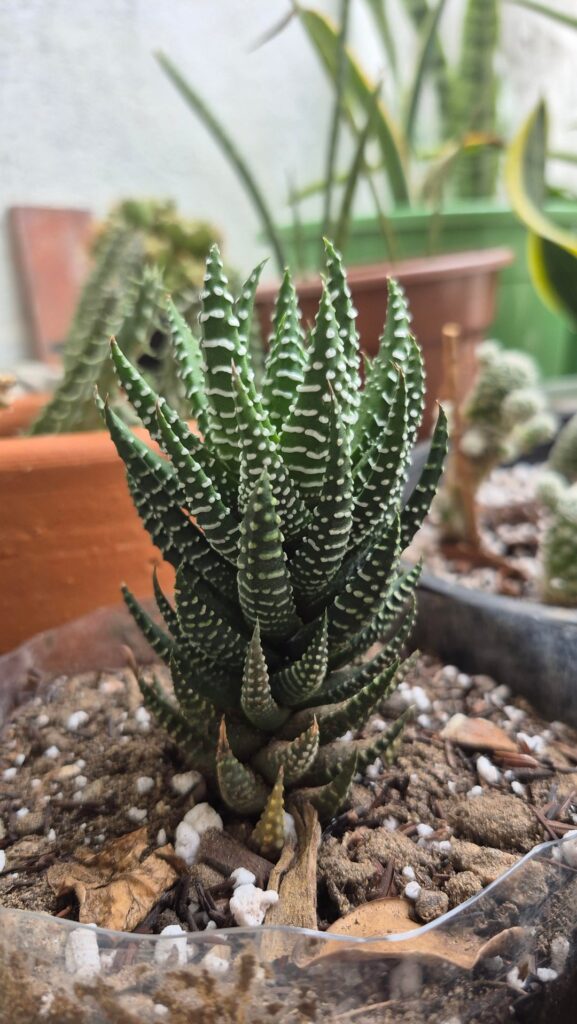 Don’t know what gone wrong with my haworthia! Don't know what gone wrong with my haworthia!