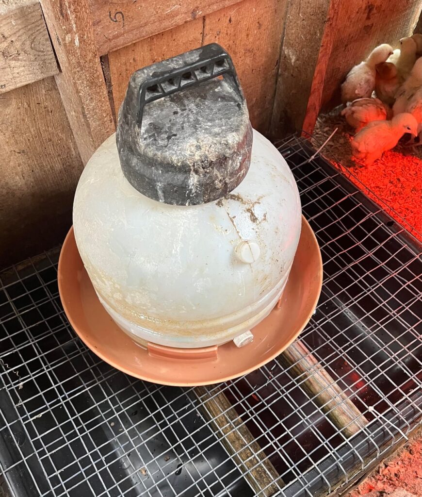 Duck waterer
