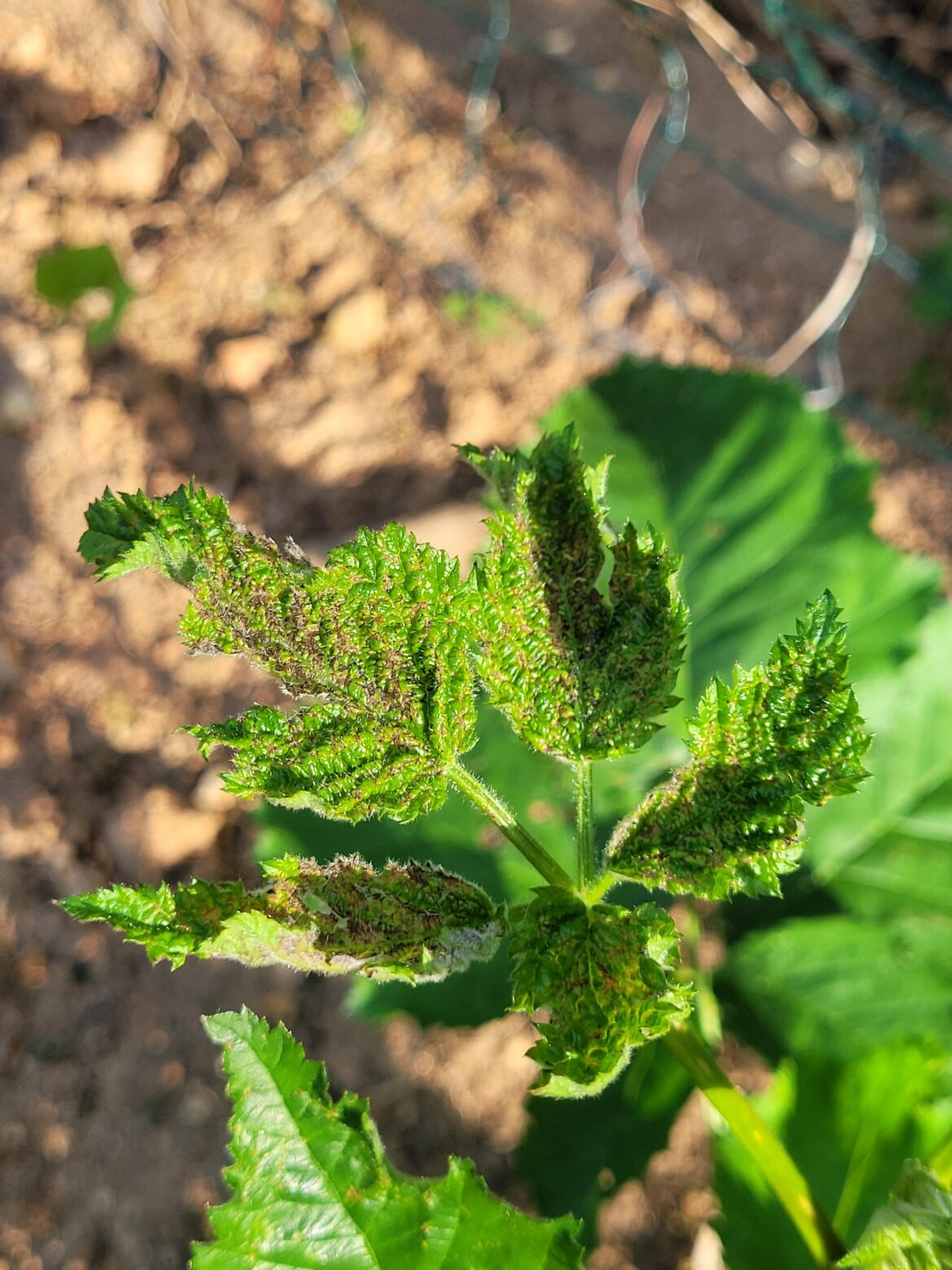 Any ideas what is happening to my blackberry primocane leaves?