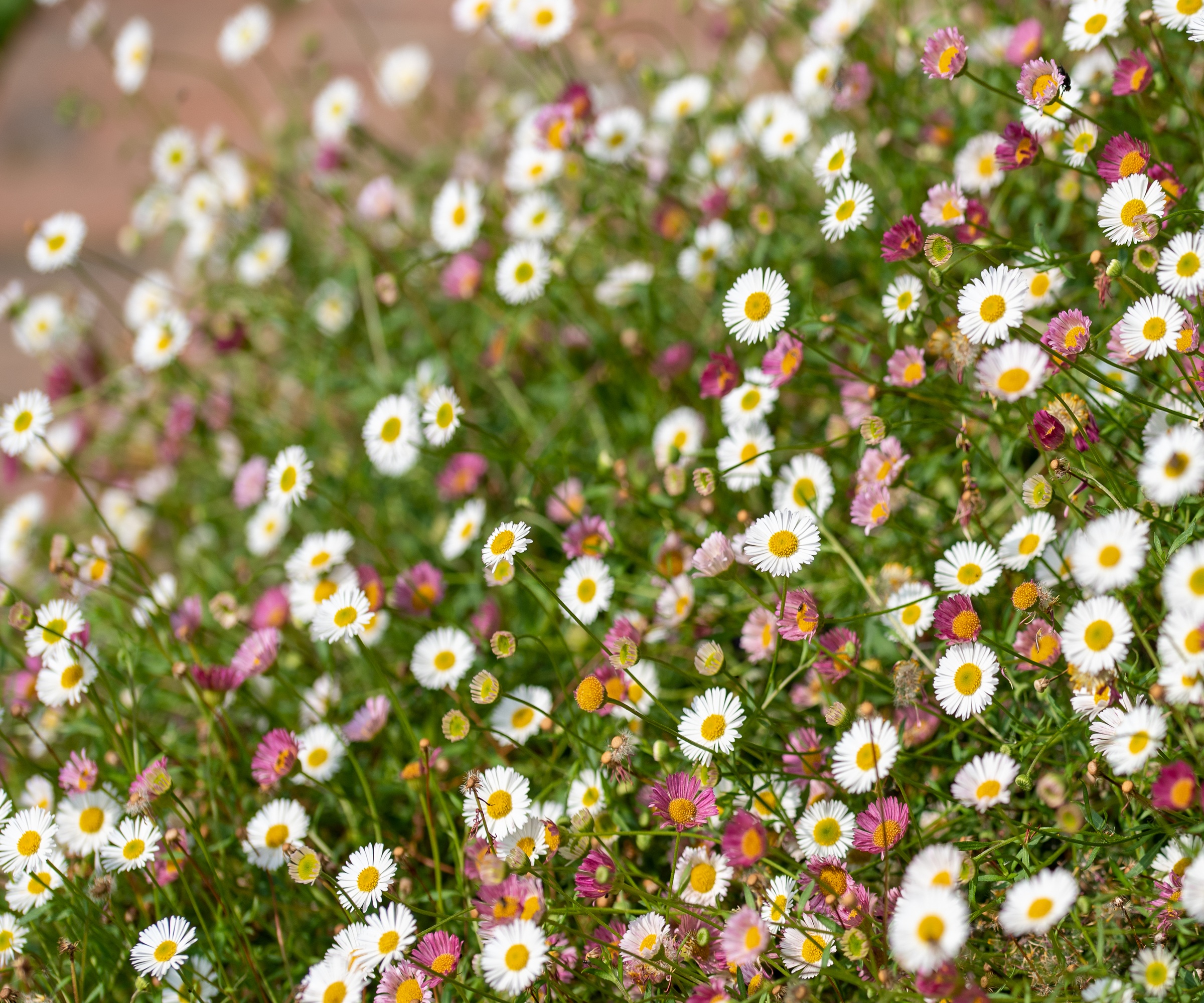 Fleabane, Erigeron