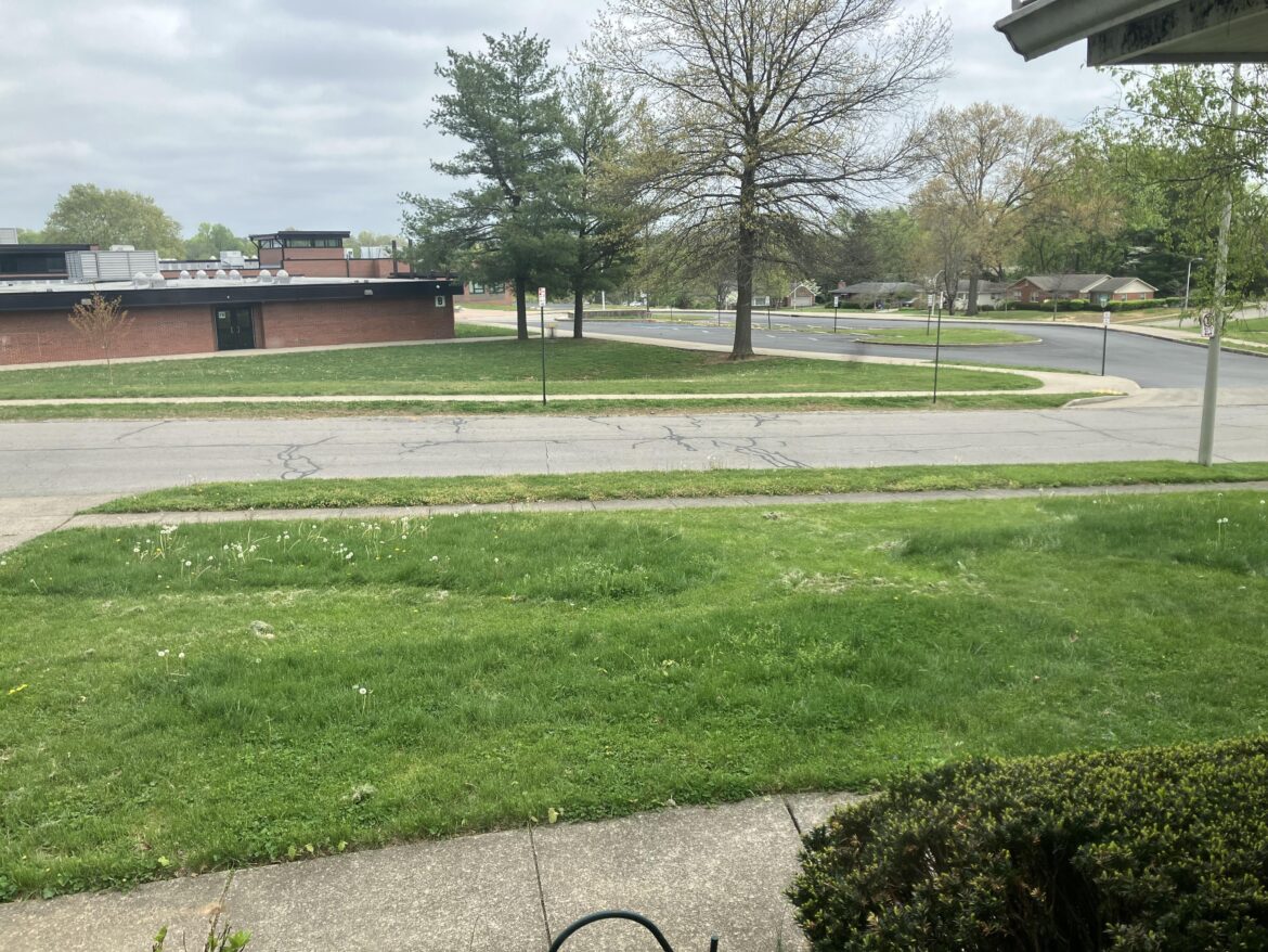 How can I make my “islands” of wildflowers on my front lawn look more intentional? How can I make my “islands” of wildflowers on my front lawn look more intentional?