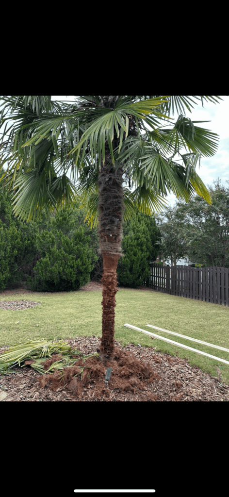 Landscaper butchered my palm tree