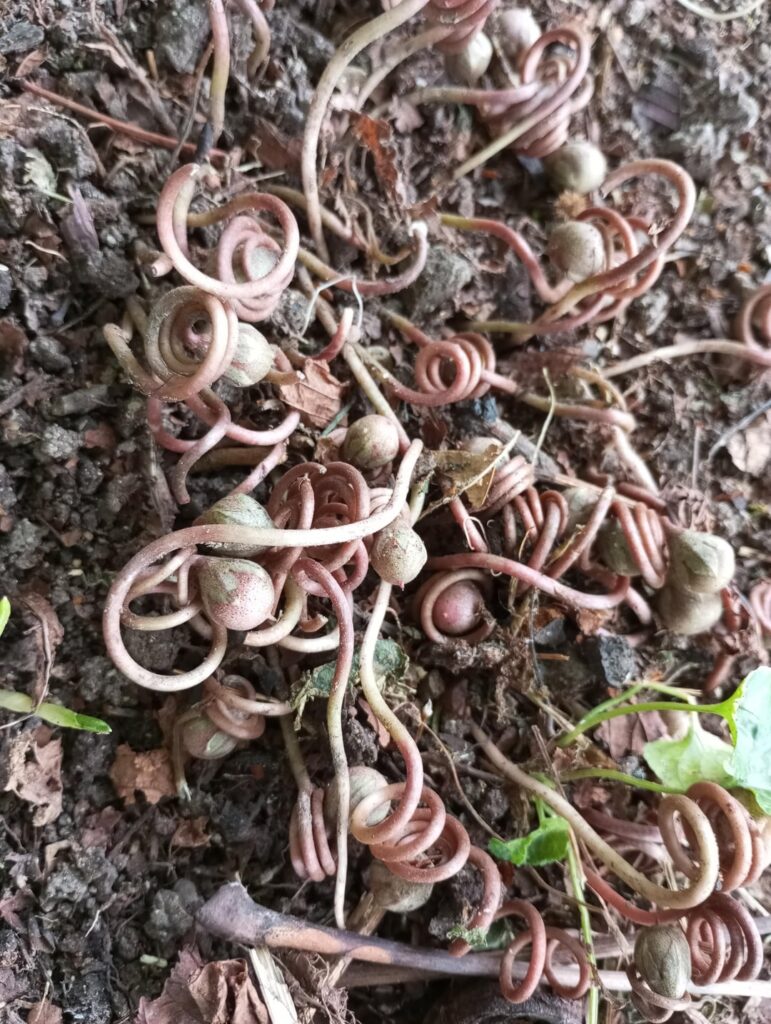Weird spiral plant under old leaves