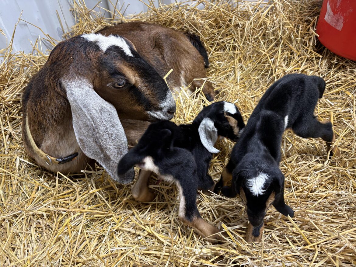 First new kids of the year.