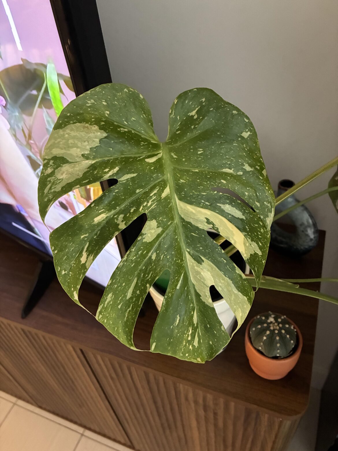 Sharing my newest leaf