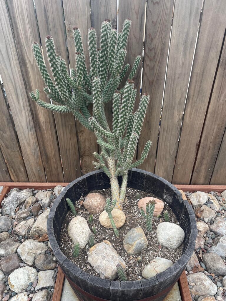 2 years later — cholla cactus