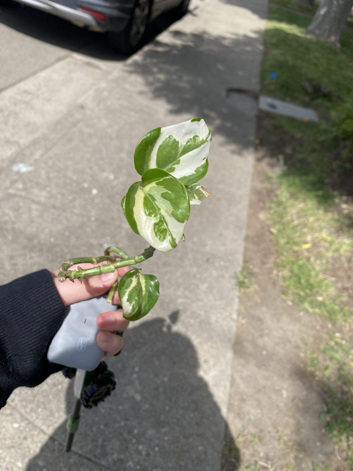 Peperomia?