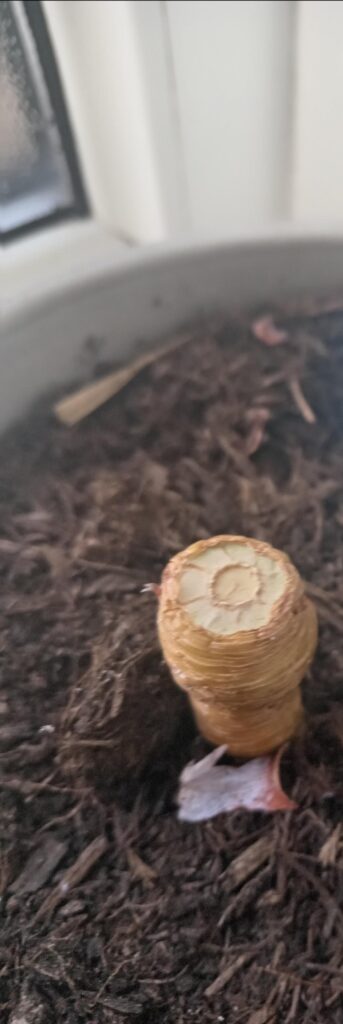 Is this normal for beheaded Echeveria? Is this normal for beheaded Echeveria?