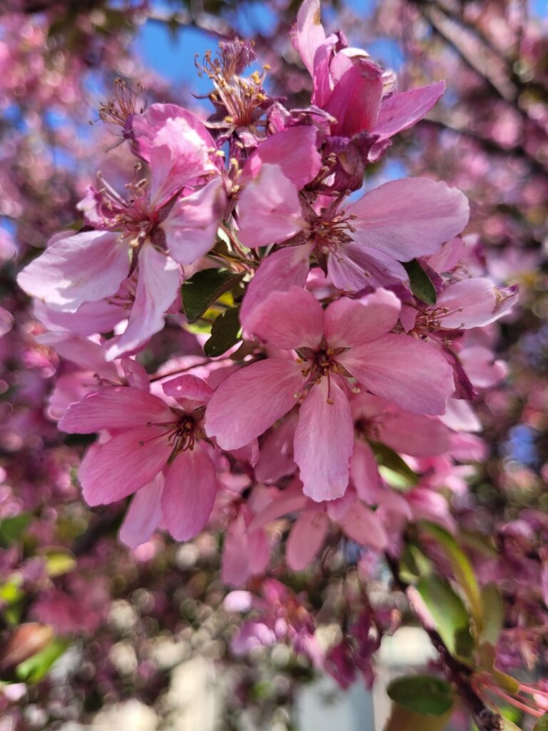 Sharing some flowers from my walk