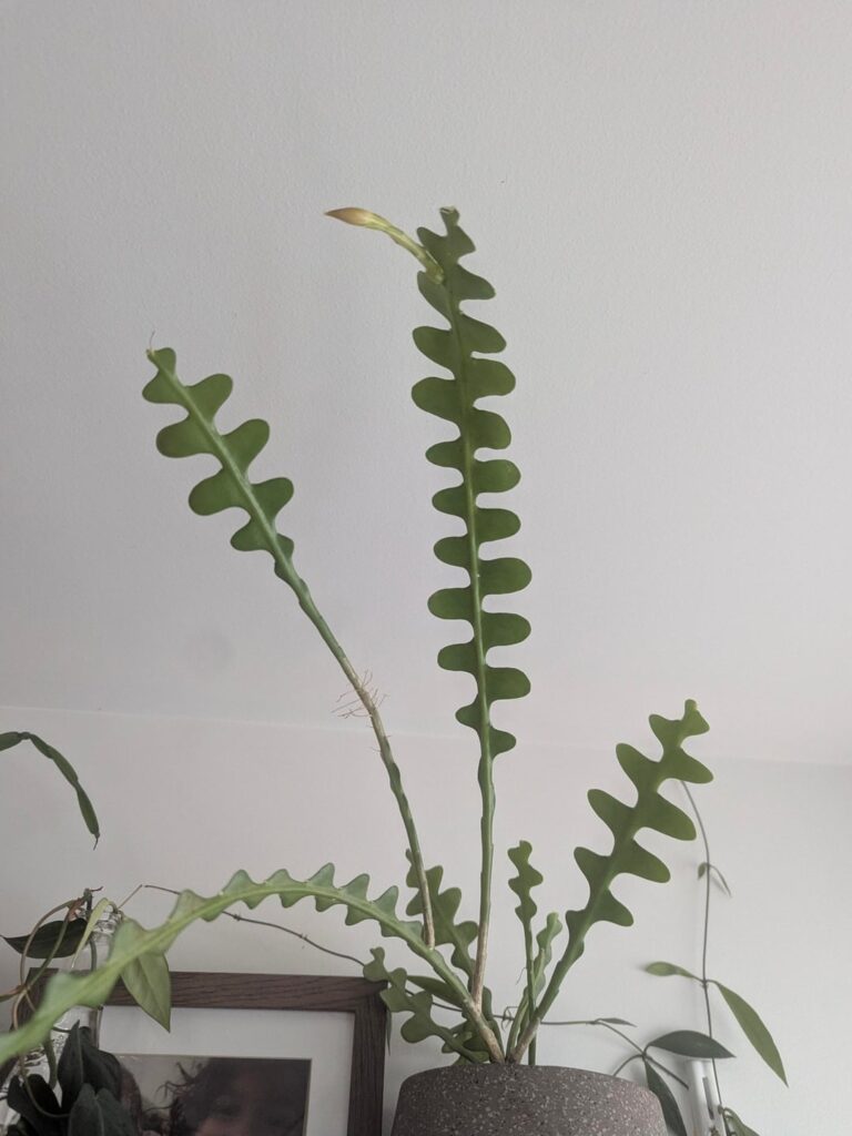 First time bloom fishbone cactus!