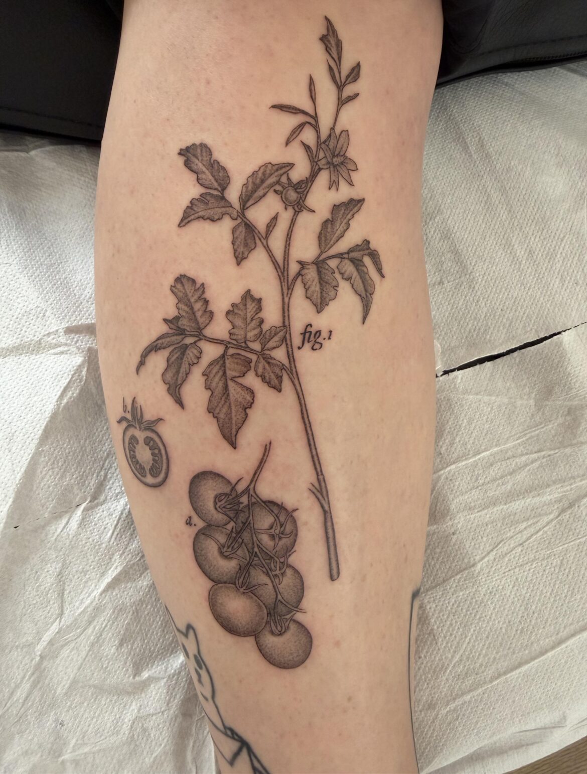 Today I got the most incredible scientific tattoo of my beloved heirloom cherry tomatoes by Michele Volpi (u/mfoxtattoos) in Bologna, IT and I can’t contain myself from showing it off with fellow tomato enthusiasts!