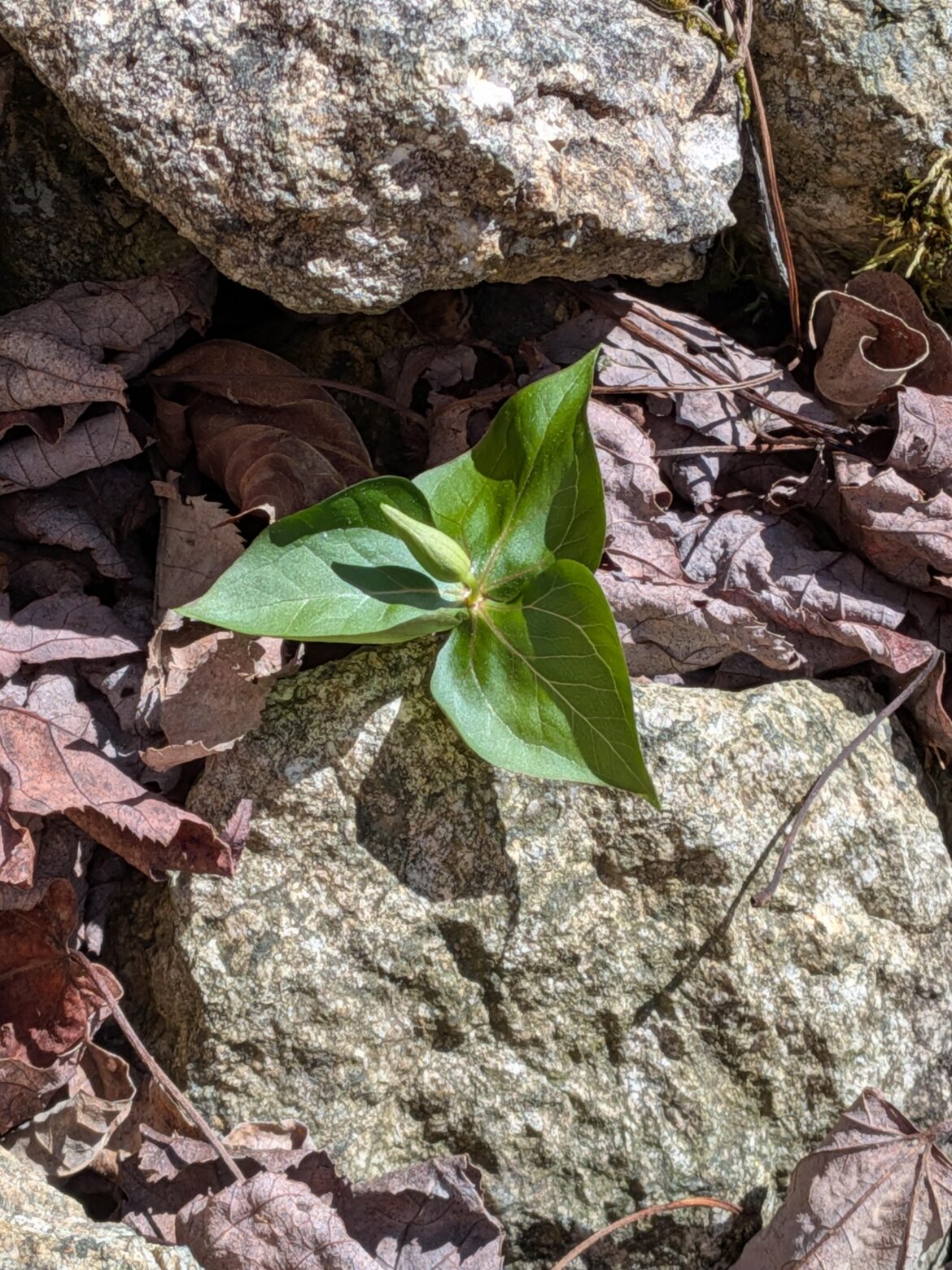 I think I have a trillium